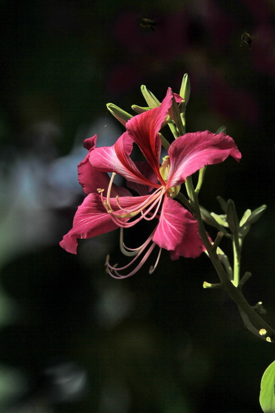 IMG_7537 IMG_7537
