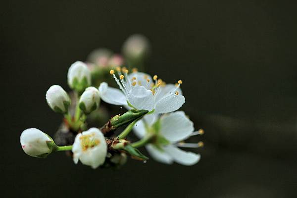 IMG_3268 IMG_3268