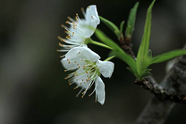 IMG_3234 IMG_3234