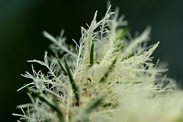 IMG_2155 IMG_2155