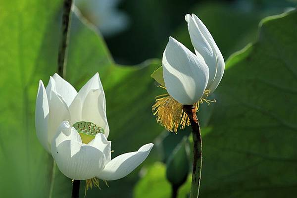 IMG_5100 IMG_5100