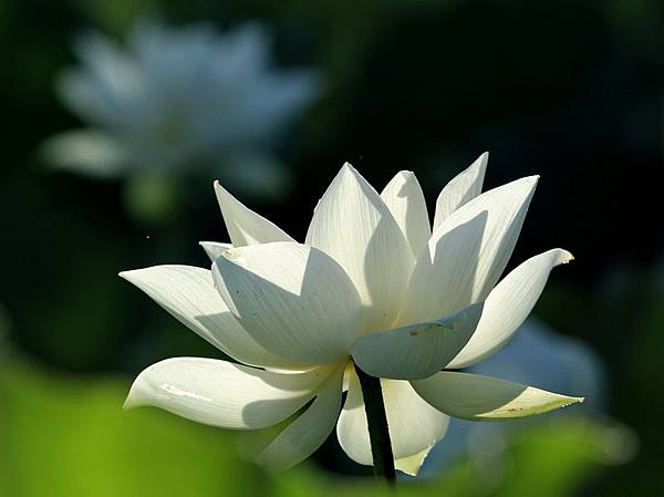 拈花惹草 拈花惹草