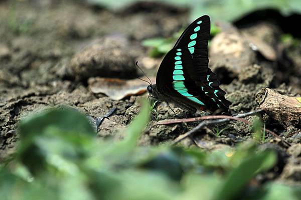 IMG_2186 IMG_2186