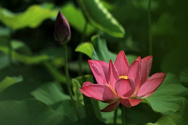 拈花惹草 拈花惹草