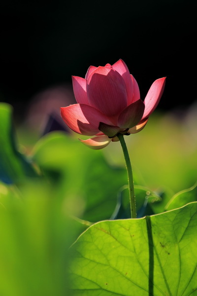 IMG_6550 IMG_6550
