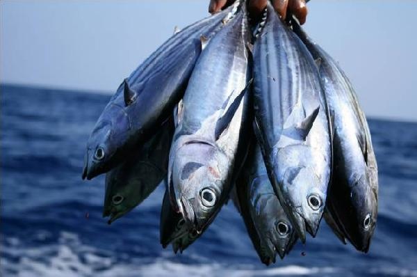 濃郁的香醇 鰹魚 Chef Alvin的料理分享紀事 痞客邦 濃郁的香醇 鰹魚 Chef Alvin的料理分享紀事 痞客邦
