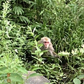 草叢裡的猴子.JPG