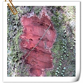 IMG_2821.JPG IMG_2821.JPG