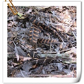 IMG_2894.JPG IMG_2894.JPG