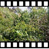 DSC_1975.JPG DSC_1975.JPG