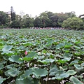 植物園103.06.02 (23).JPG