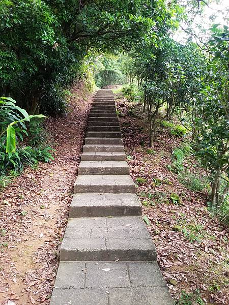 桐花步道104.05.17 (15).jpg