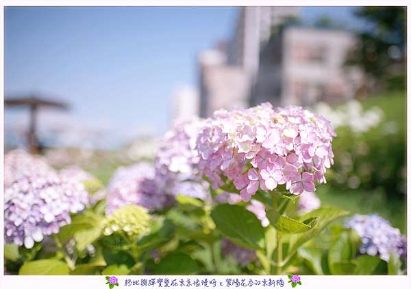 東京 龜戶水神站江東新橋紫陽花與晴空塔的夏日相遇 胚比與彈寶的甜蜜生活 痞客邦 東京 龜戶水神站江東新橋紫陽花與晴空塔的夏日相遇 胚比與彈寶的甜蜜生活 痞客邦