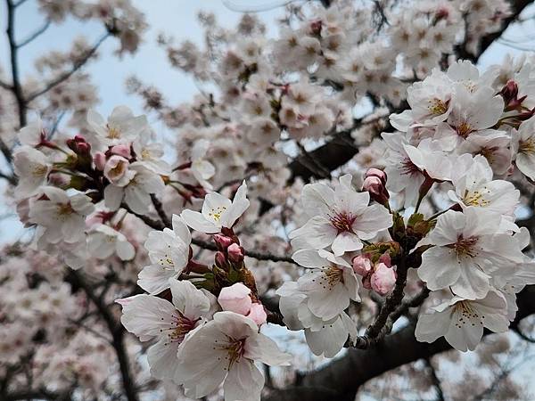 〔Day14〕被櫻花圍繞的姬路城