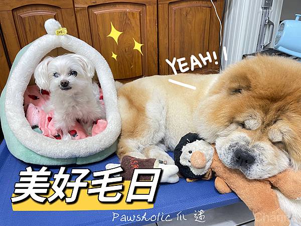 ｜寵物｜用過回不去！！質感飛行床推薦，「美好毛日」
