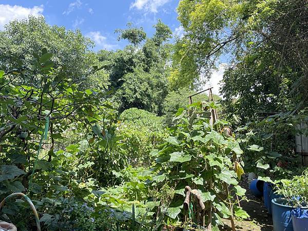 一個步驟蚊子不再來：「 鱷魚蚊香 」水性無味液體電蚊香分享