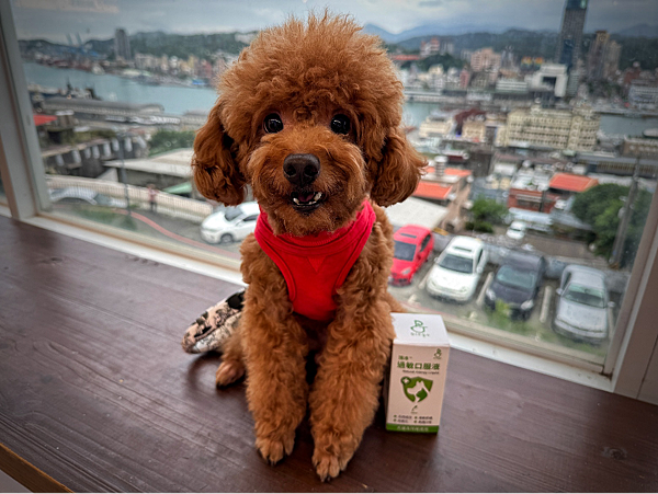 毛孩過敏怎麼辦？帶狗狗去太平青鳥充電，還有Dingo頂沛過敏