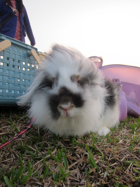 20101212三重堤防蹓兔 (3).jpg