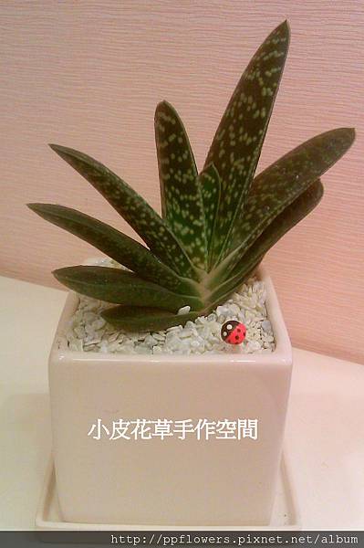IMAG0773-2.jpg IMAG0773-2.jpg