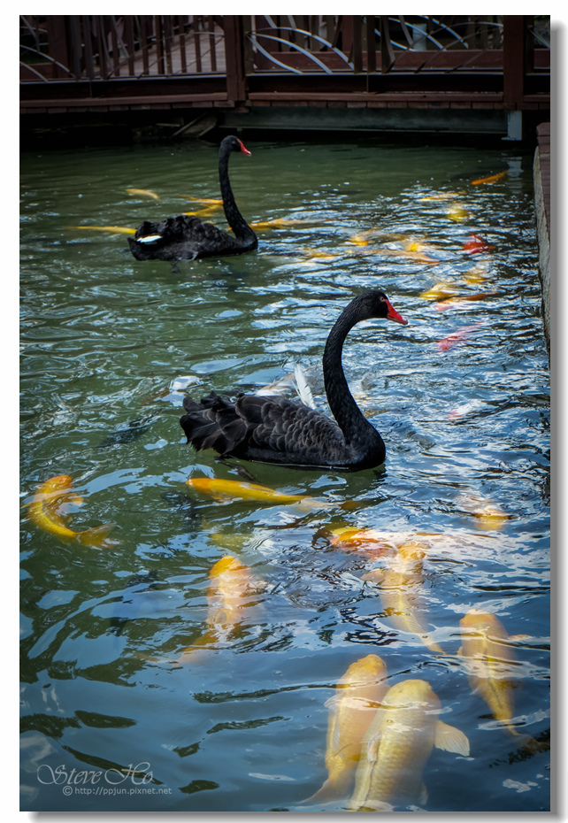 DSCF6554.jpg DSCF6554.jpg