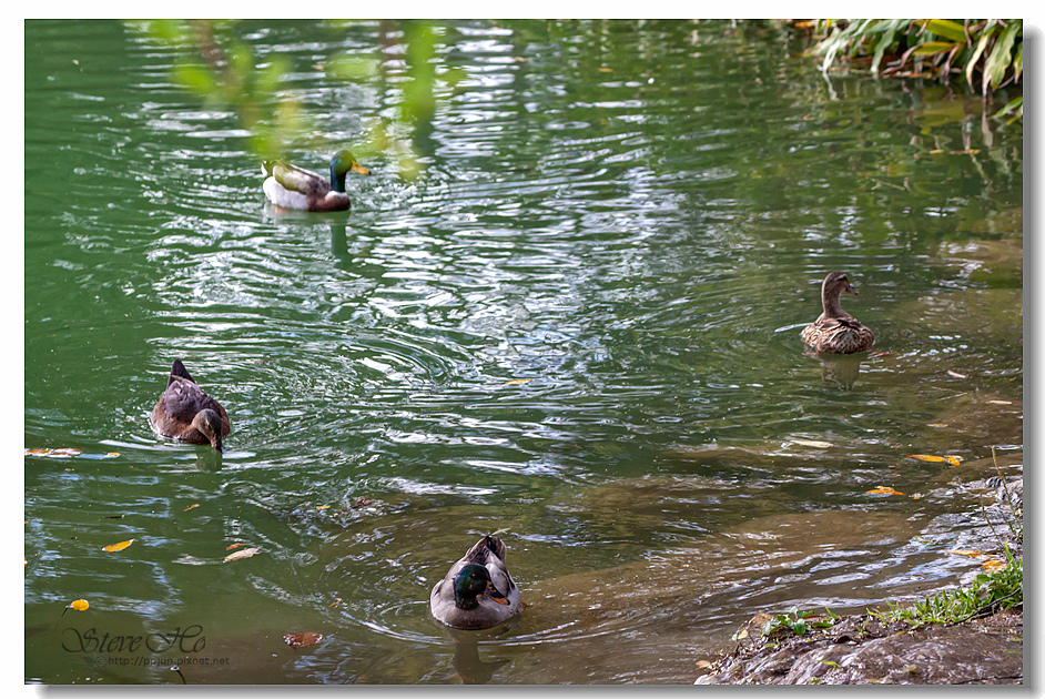 33.IMG_2902.jpg 33.IMG_2902.jpg