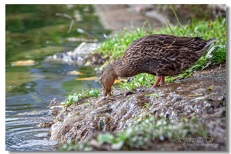 38.IMG_2877.jpg 38.IMG_2877.jpg