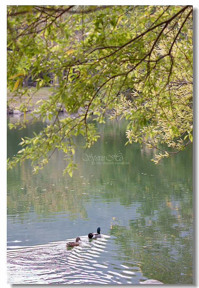 37.IMG_2931.jpg 37.IMG_2931.jpg