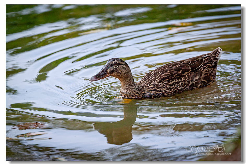 39.IMG_2885.jpg 39.IMG_2885.jpg