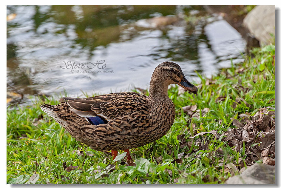 41.IMG_2908.jpg 41.IMG_2908.jpg