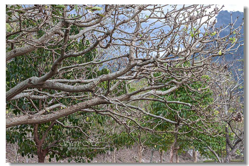 48.IMG_2946.jpg 48.IMG_2946.jpg