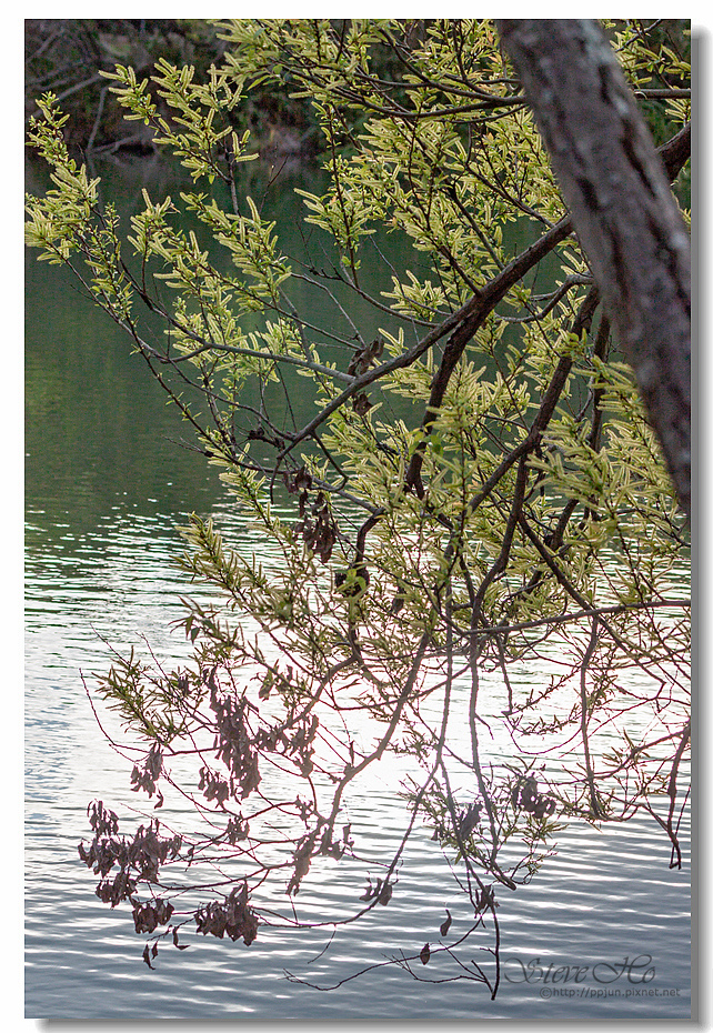 49.IMG_2950.jpg 49.IMG_2950.jpg