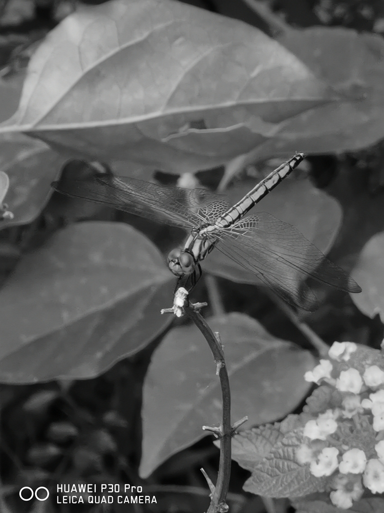 IMG_20190526_161040.jpg IMG_20190526_161040.jpg