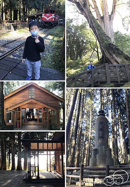 阿里山神木.jpg