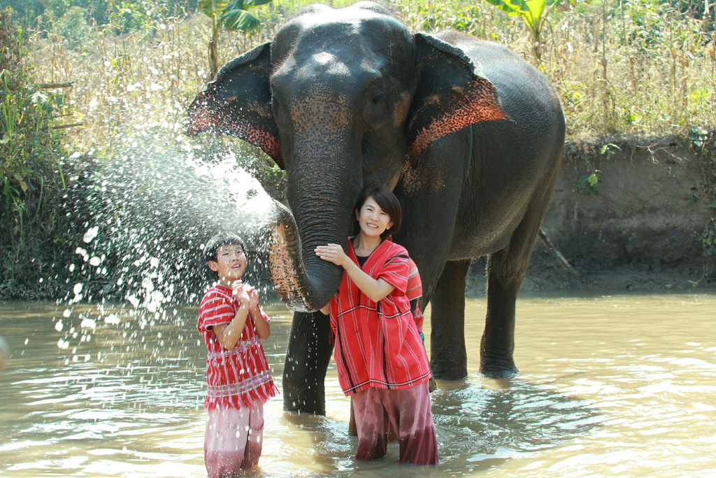 Karen Tribe Native Elephants 清