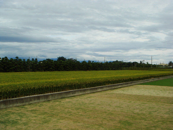 田尾的路邊稻田，是不是挺美的。