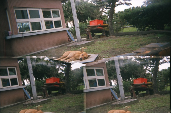漁港的狗狗睡得好舒服@宜蘭