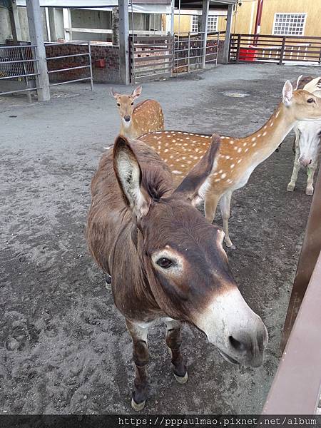 1120609三隻小豬 (37).jpg