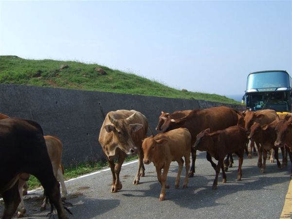 路邊巧遇一群牛,大家都停車讓她們