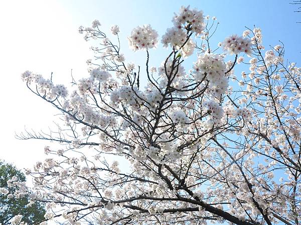 IMG_7015 IMG_7015