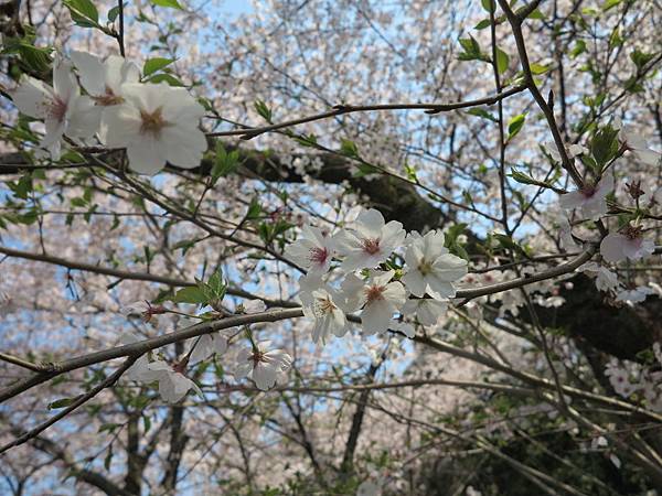 IMG_7033 IMG_7033