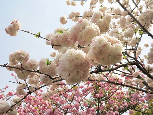 IMG_7770 IMG_7770