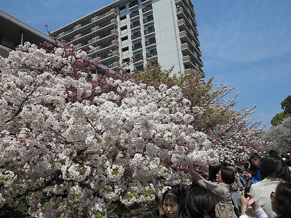 IMG_7795 IMG_7795