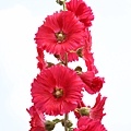 IMG_0007.jpg