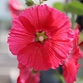 IMG_0004.jpg