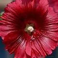 IMG_0009.jpg