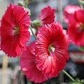 IMG_0003.jpg