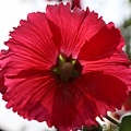 IMG_0013.jpg