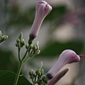 IMG_7420.jpg