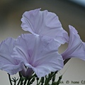 IMG_7426.jpg