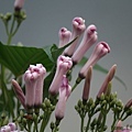 IMG_7421.jpg